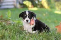 Josie, a female Pembroke Welsh Corgi for sale in Sugarcreek, OH – 6 of 10