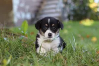 Dakota, a female Pembroke Welsh Corgi for sale in Sugarcreek, OH – 6 of 7