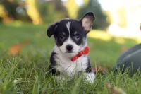 Chance, a male Pembroke Welsh Corgi for sale in Sugarcreek, OH – 5 of 7