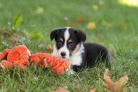 Josie, a female Pembroke Welsh Corgi for sale in Sugarcreek, OH – 10 of 10