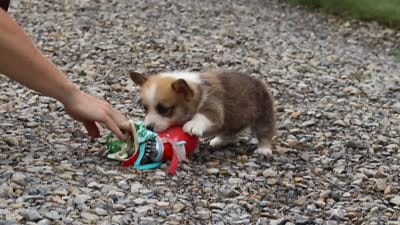Blake, a male Pembroke Welsh Corgi for sale in Sugarcreek, OH – 10 of 10
