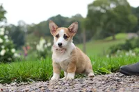 Jules, a female Pembroke Welsh Corgi for sale in Sugarcreek, OH – 5 of 10