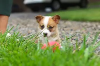 Finley, a male Pembroke Welsh Corgi for sale in Sugarcreek, OH – 2 of 10