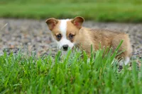 Finley, a male Pembroke Welsh Corgi for sale in Sugarcreek, OH – 5 of 10