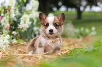Myla, a female Pembroke Welsh Corgi for sale in Sugarcreek, OH – 8 of 10