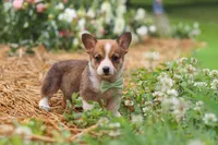 Clark, a male Pembroke Welsh Corgi for sale in Sugarcreek, OH – 5 of 10