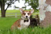 Bentley, a male Pembroke Welsh Corgi for sale in Sugarcreek, OH – 6 of 7