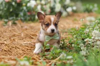 Clark, a male Pembroke Welsh Corgi for sale in Sugarcreek, OH – 9 of 10
