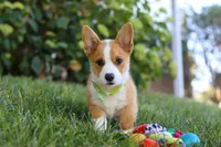 Winston, a male Pembroke Welsh Corgi for sale in Sugarcreek, OH – Photo 6 of 7