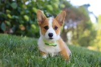Winston, a male Pembroke Welsh Corgi for sale in Sugarcreek, OH – Photo 2 of 7