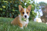 Winston, a male Pembroke Welsh Corgi for sale in Sugarcreek, OH – Photo 3 of 7