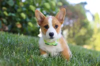 Winston, a male Pembroke Welsh Corgi for sale in Sugarcreek, OH – Photo 4 of 7