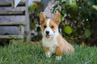 Winston, a male Pembroke Welsh Corgi for sale in Sugarcreek, OH – Photo 7 of 7