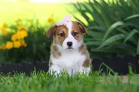 Holly, a female Pembroke Welsh Corgi for sale in Sugarcreek, OH – 5 of 10