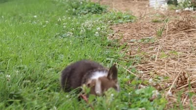 Luca, a male Pembroke Welsh Corgi for sale in Sugarcreek, OH – 10 of 10