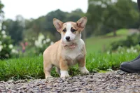 Jules, a female Pembroke Welsh Corgi for sale in Sugarcreek, OH – 8 of 10