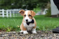 Finley, a male Pembroke Welsh Corgi for sale in Sugarcreek, OH – 3 of 9
