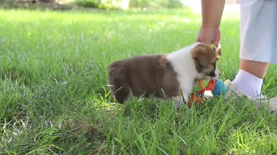 Chase, a male Pembroke Welsh Corgi for sale in Sugarcreek, OH – 8 of 8