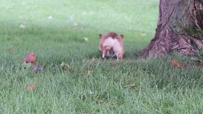 Clark, a male Pembroke Welsh Corgi for sale in Sugarcreek, OH – 8 of 8
