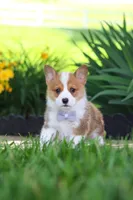 Milo, a male Pembroke Welsh Corgi for sale in Sugarcreek, OH – 4 of 10