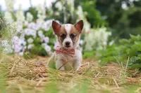 Pepper, a female Pembroke Welsh Corgi for sale in Sugarcreek, OH – 4 of 10