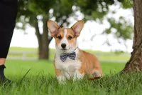 Clark, a male Pembroke Welsh Corgi for sale in Sugarcreek, OH – 4 of 8