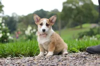 Jules, a female Pembroke Welsh Corgi for sale in Sugarcreek, OH – 3 of 10