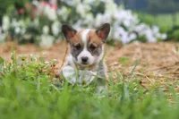 Garrett, a male Pembroke Welsh Corgi for sale in Sugarcreek, OH – 3 of 10