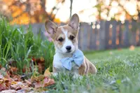 Kenton, a male Pembroke Welsh Corgi for sale in Sugarcreek, OH – Photo 1 of 4