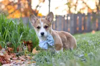 Kenton, a male Pembroke Welsh Corgi for sale in Sugarcreek, OH – Photo 2 of 4