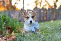 Kenton, a male Pembroke Welsh Corgi for sale in Sugarcreek, OH – Photo 3 of 4