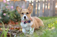 Blossom, a female Pembroke Welsh Corgi for sale in Sugarcreek, OH – Photo 3 of 6