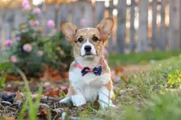Blossom, a female Pembroke Welsh Corgi for sale in Sugarcreek, OH – Photo 6 of 6