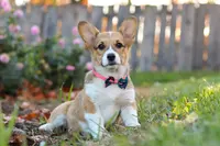 Blossom, a female Pembroke Welsh Corgi for sale in Sugarcreek, OH – Photo 5 of 6
