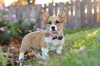 Blossom, a female Pembroke Welsh Corgi for sale in Sugarcreek, OH – Photo 2 of 6