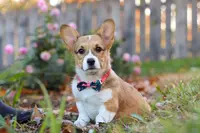 Blossom, a female Pembroke Welsh Corgi for sale in Sugarcreek, OH – Photo 4 of 6