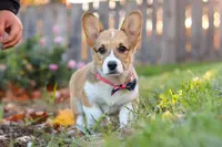 Blossom, a female Pembroke Welsh Corgi for sale in Sugarcreek, OH – Photo 1 of 6