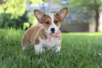 Holly, a female Pembroke Welsh Corgi for sale in Sugarcreek, OH – 2 of 6