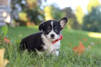Chance, a male Pembroke Welsh Corgi for sale in Sugarcreek, OH – 6 of 7