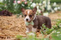 Clark, a male Pembroke Welsh Corgi for sale in Sugarcreek, OH – 4 of 10