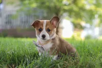 Benji, a male Pembroke Welsh Corgi for sale in Sugarcreek, OH – 4 of 6