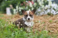 Garrett, a male Pembroke Welsh Corgi for sale in Sugarcreek, OH – 4 of 10