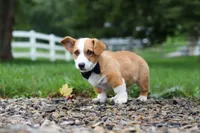 Finley, a male Pembroke Welsh Corgi for sale in Sugarcreek, OH – 8 of 9