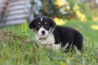 Dakota, a female Pembroke Welsh Corgi for sale in Sugarcreek, OH – 5 of 7