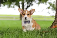 Clark, a male Pembroke Welsh Corgi for sale in Sugarcreek, OH – 2 of 8