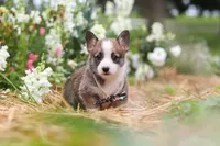 Jules, a female Pembroke Welsh Corgi for sale in Sugarcreek, OH – 4 of 10