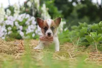 Pepper, a female Pembroke Welsh Corgi for sale in Sugarcreek, OH – 6 of 10