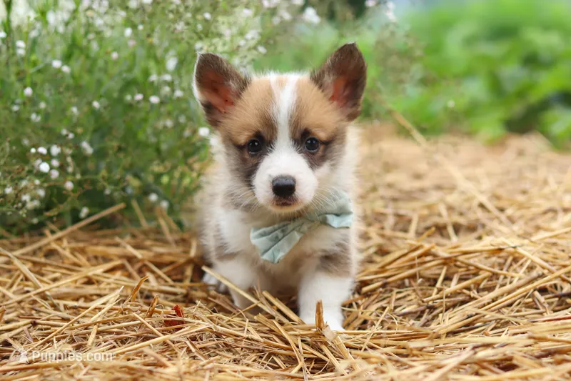 Buddy – Pembroke Welsh Corgi puppy for sale in Sugarcreek, OH