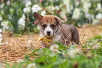 Bentley, a male Pembroke Welsh Corgi for sale in Sugarcreek, OH – 3 of 6