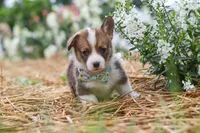 Luca, a male Pembroke Welsh Corgi for sale in Sugarcreek, OH – 4 of 10
